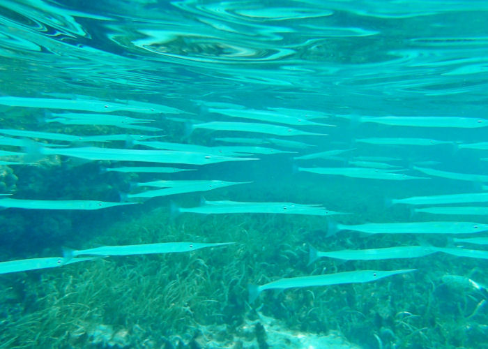 Snorkeling - Long Island Bahamas