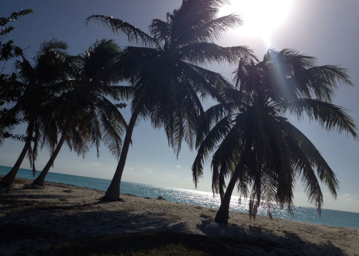 Coconut Palms - Gordon's Long Island Bahamas