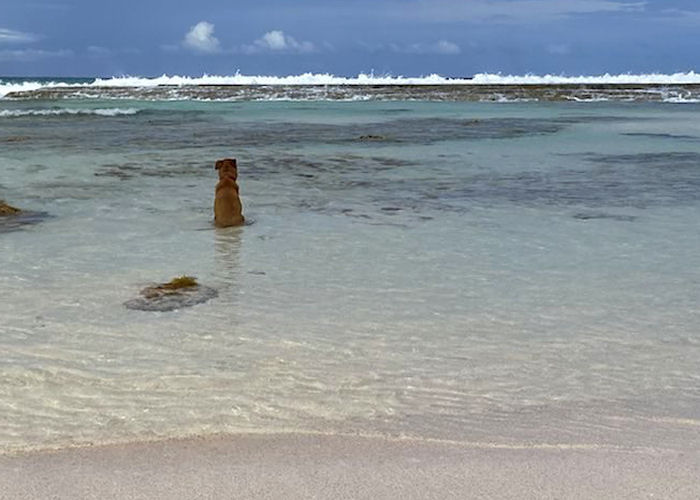 Surf Dog - Long Island Bahamas
