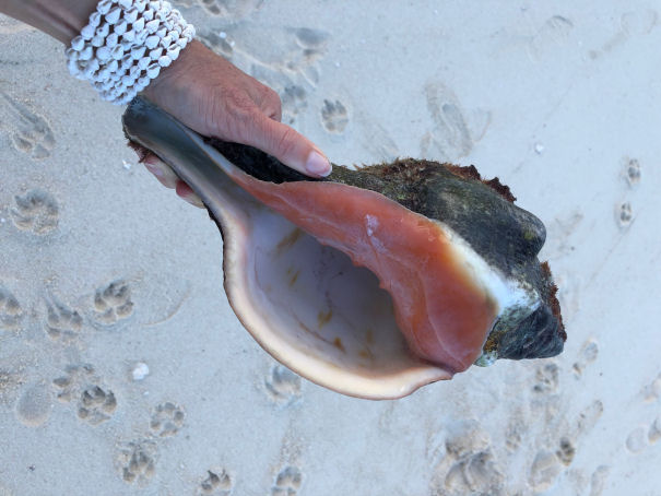 Beach Shell Hunting